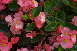 Service de fleurissement de tombe​