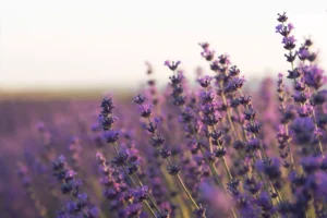 plantes-vivaces-cimetiere-sepulture-durable