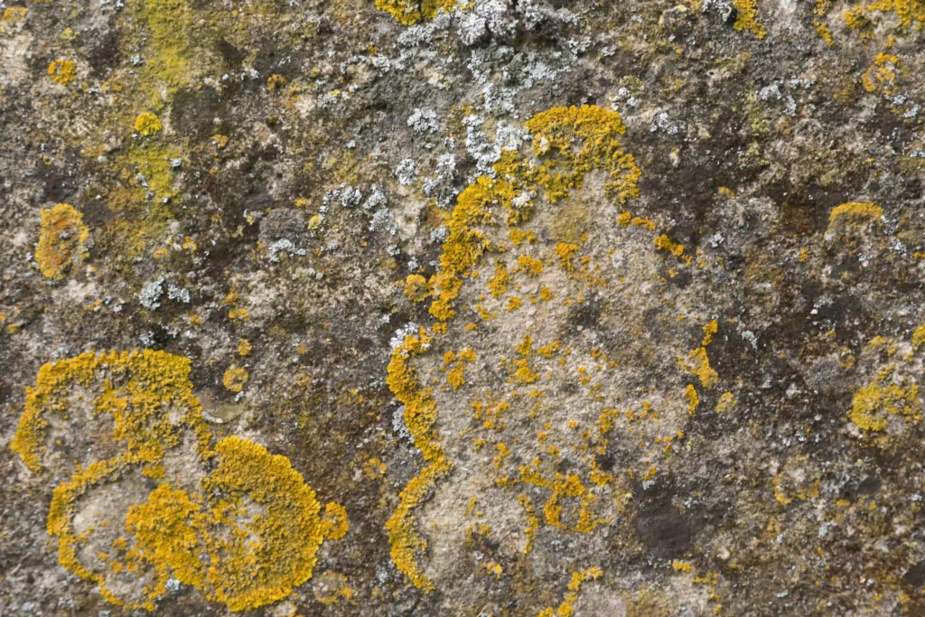 nettoyer une tombe en granit - lichen