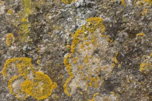nettoyer une tombe en granit - lichen